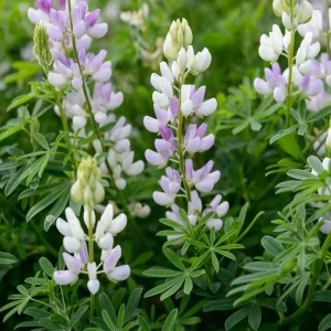 Lupinus arboreus 1