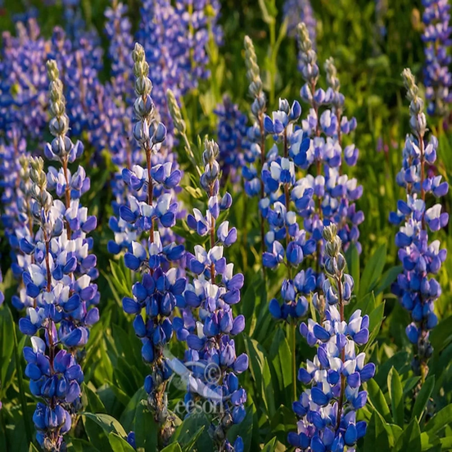 lupin-broadleaf Lupinus Broadleaf 1