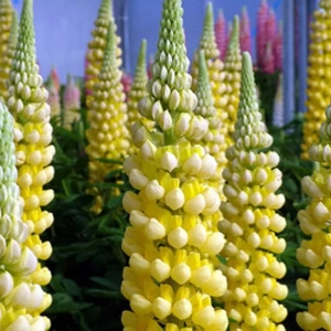 Lupinus Desert Sun 1