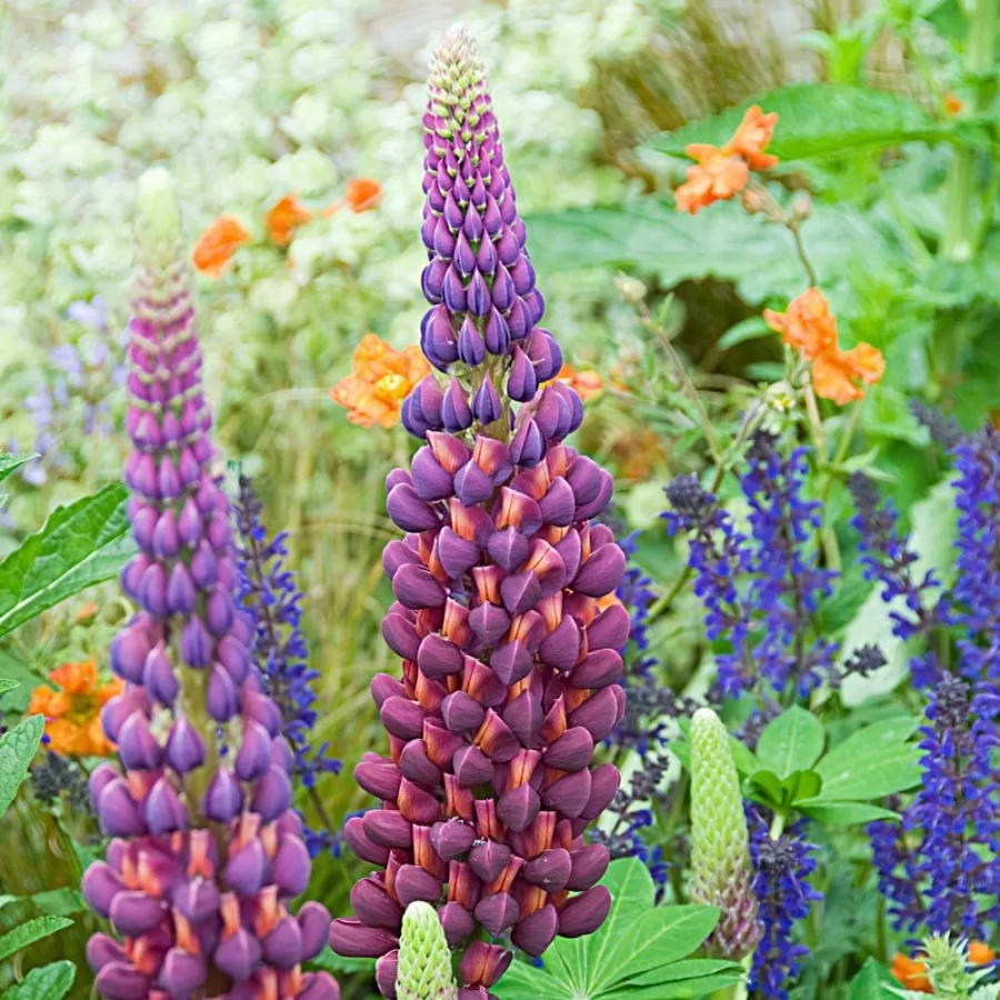 lupin-masterpiece Lupinus Masterpiece 1