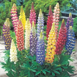Lupinus Mix 4 buc/pachet 1