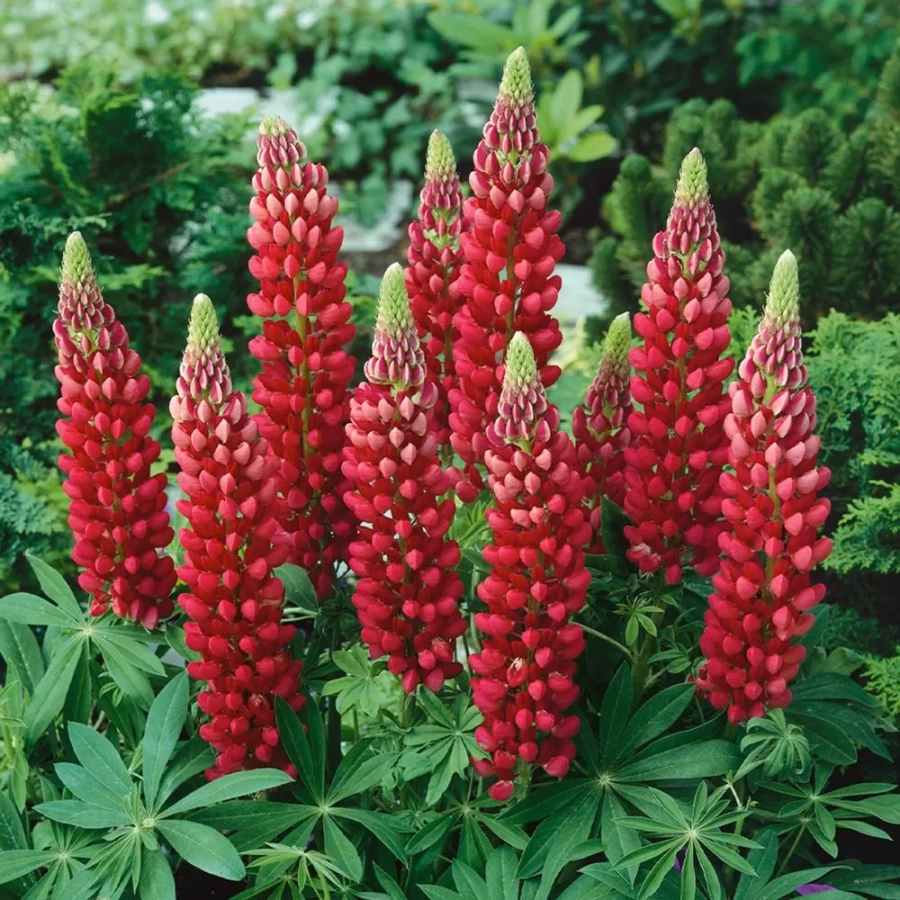 lupin-red Lupinus Red 1