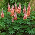 Lupinus Salmon Star 1