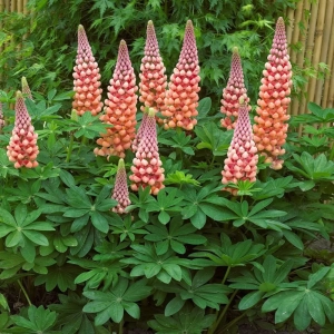 Lupinus Salmon Star 1