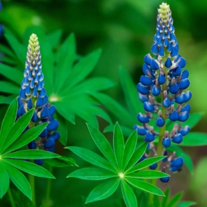 Lupin Albastru - Ghiveci 3 L - Inaltime 40 - 50 cm 1