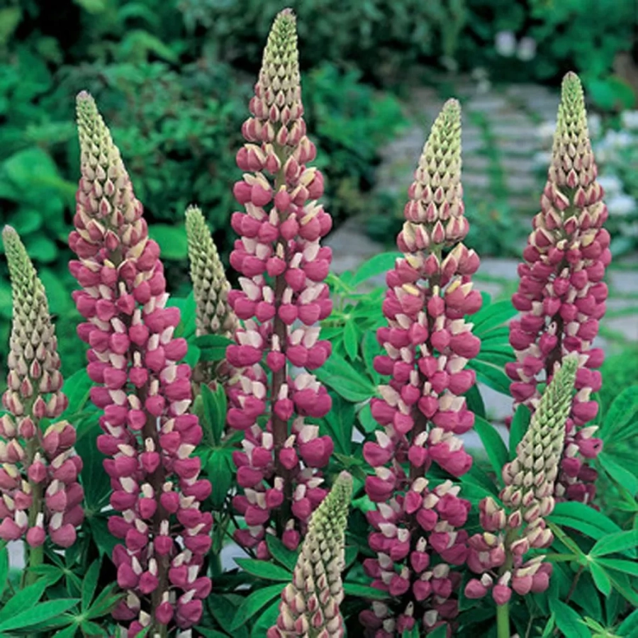 lupin-the-chatelaine Lupinus The Chatelaine 1