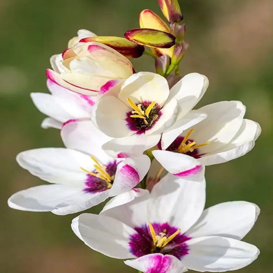 lxia-african-white Bulbi de Ixia African White 1