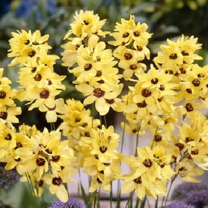 Bulbi de Ixia Yellow Emperor 1