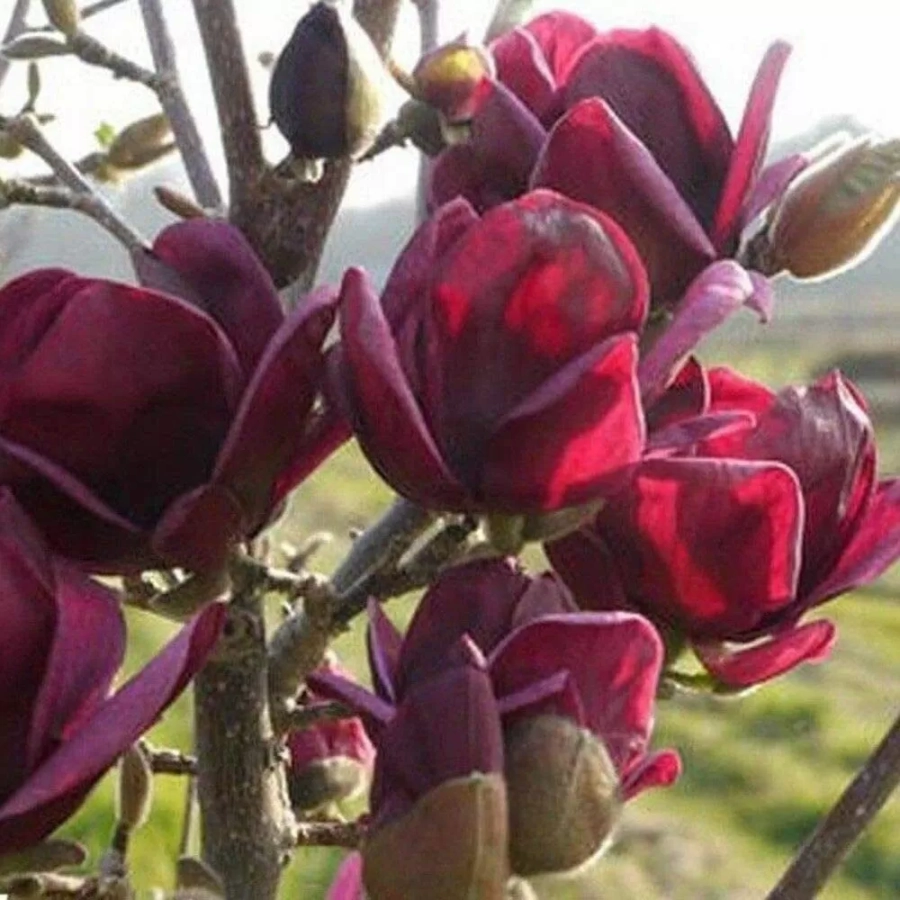 Magnolia Black Tulip la Ghiveci 3L - Inaltime 50 - 60 cm 1