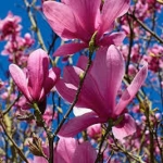 Magnolia Galaxy la Ghiveci 3L ( 80 - 100 cm ) 1