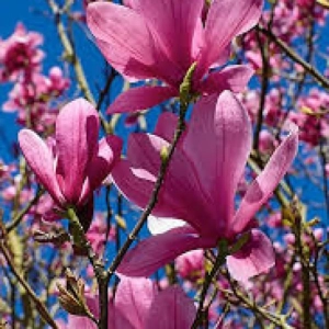 Magnolia Galaxy la Ghiveci 3L ( 80 - 100 cm ) 1