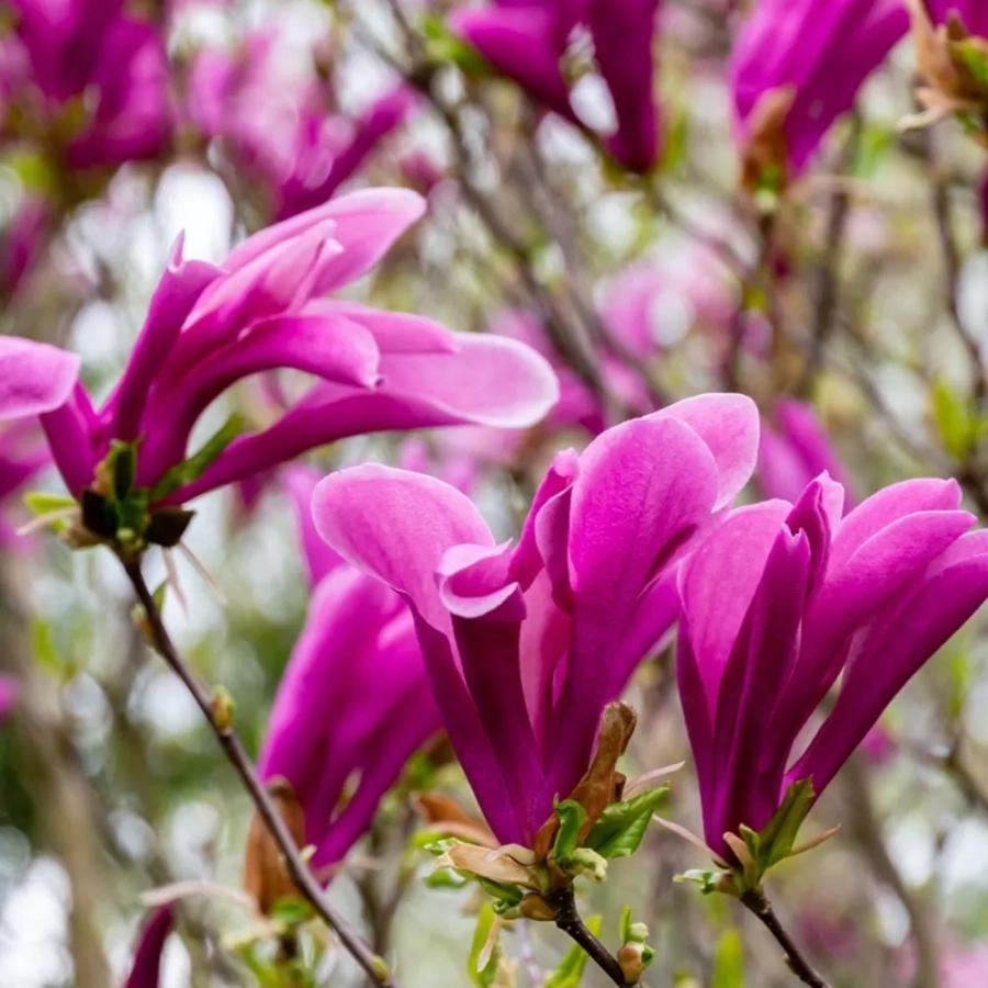 magnolie-3l-henry-ken-1 Magnolia George Henry Ken la Ghiveci 3L - Inaltime 50 - 60 cm 1