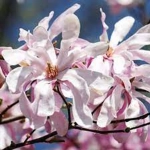 Magnolia Leonard Messel Vromans la Ghiveci 3L - Inaltime 50 - 60 cm 1