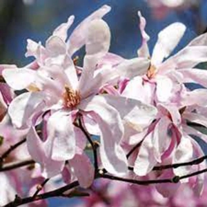 Magnolia Rosea Vromans la Ghiveci 3L - Inaltime 50 - 60 cm 1