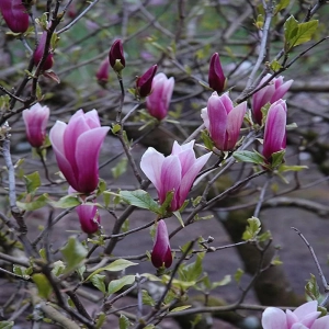 Magnolia Susan la Ghiveci 3L - Inaltime 50 - 60 cm 1