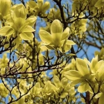 Magnolia Yellow Bird la Ghiveci 3L ( 80 - 100 cm ) 1