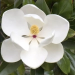 Magnolia Grandiflora - Ghiveci 3L - Inaltime 50 - 60 cm 1