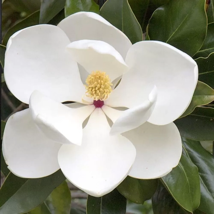 magnolie-5l-grandiflora-1 Magnolia Grandiflora - Ghiveci 3L - Inaltime 50 - 60 cm 1