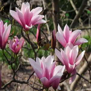 Magnolia Heavy Scent la Ghiveci 3L - Inaltime 50 - 60 cm 1