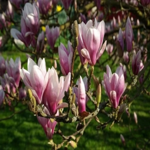 Magnolia Soulangeana Vandeputte la Ghiveci 3L - Inaltime 50 - 60 cm 1
