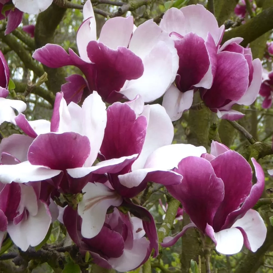 magnolie-5l-venus Magnolia Venus la Ghiveci 3L - Inaltime 50 - 60 cm 1