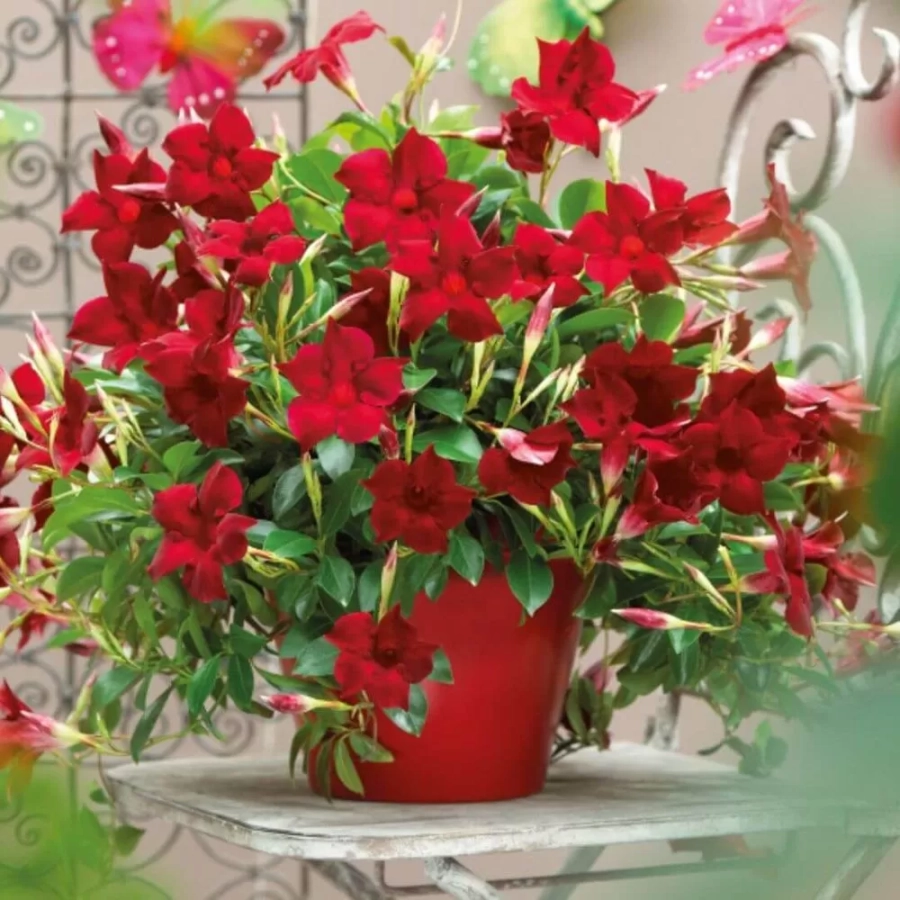 mandevila-crimson-fantasy-651 Mandevilla Crimson Fantasy - Ghiveci de 2 l - Inaltime 30 - 40 cm 1