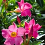 Mandevilla Pink - Ghiveci de 2 l - Inaltime 30 - 40 cm 1