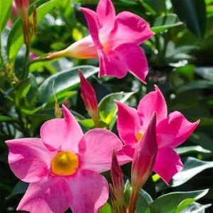 Mandevilla Pink - Ghiveci de 2 l - Inaltime 30 - 40 cm 1
