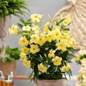 Mandevilla Sun Parasol Sunbeam - Ghiveci de 2 l - Inaltime 30 - 40 cm 1