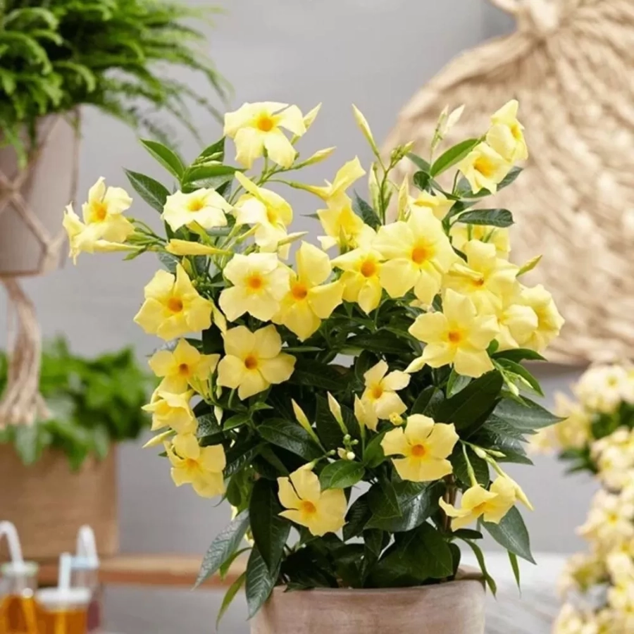 Mandevilla Sun Parasol Sunbeam - Ghiveci de 2 l - Inaltime 30 - 40 cm 1