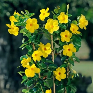 Mandevilla Yellow - Ghiveci de 2 l - Inaltime 30 - 40 cm 1