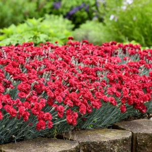 Garofițe Duble Parfumate - Maraschino - Ghiveci 1 L - Înălțime 20 - 30 cm 1