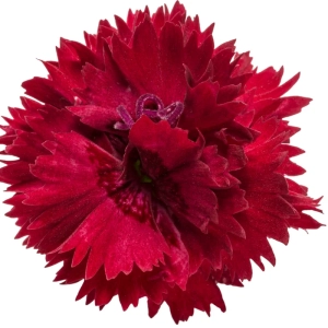 Garofițe Duble Parfumate - Maraschino - Ghiveci 1 L - Înălțime 20 - 30 cm 3