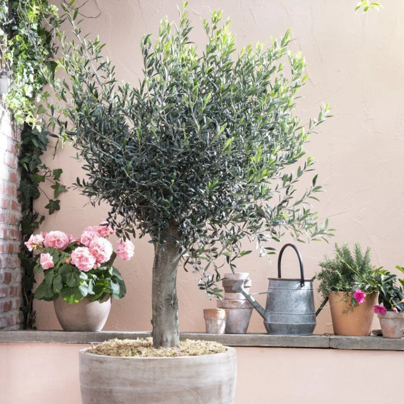 maslin-globular Pom fructifer - Maslin Globular - La Ghiveci - Inaltime 50 - 60 cm 1