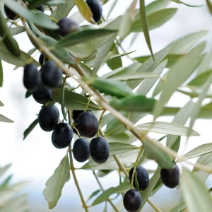 Pom fructifer - Maslin Pomisor - Masline Negre - La Ghiveci - Inaltime 60 - 70 cm 2