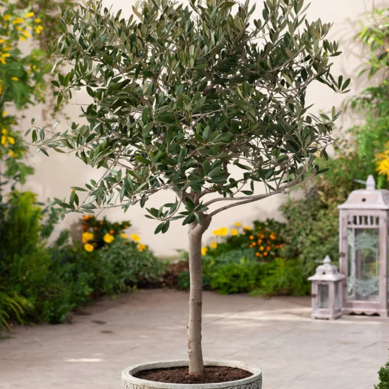 Pom fructifer - Maslin Pomisor - Masline Negre - La Ghiveci - Inaltime 60 - 70 cm 1