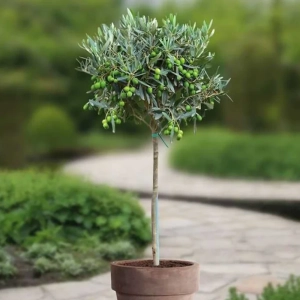 Pom fructifer - Maslin Pomisor - Masline Verzi - La Ghiveci - Inaltime 60 - 70 cm 1
