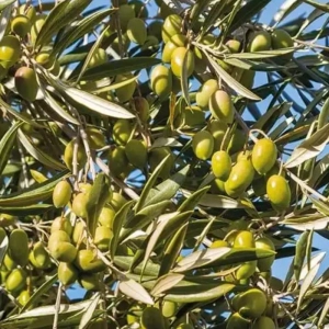 Pom fructifer - Maslin Pomisor - Masline Verzi - La Ghiveci - Inaltime 60 - 70 cm 2