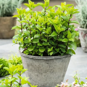 Seminte Menta 1