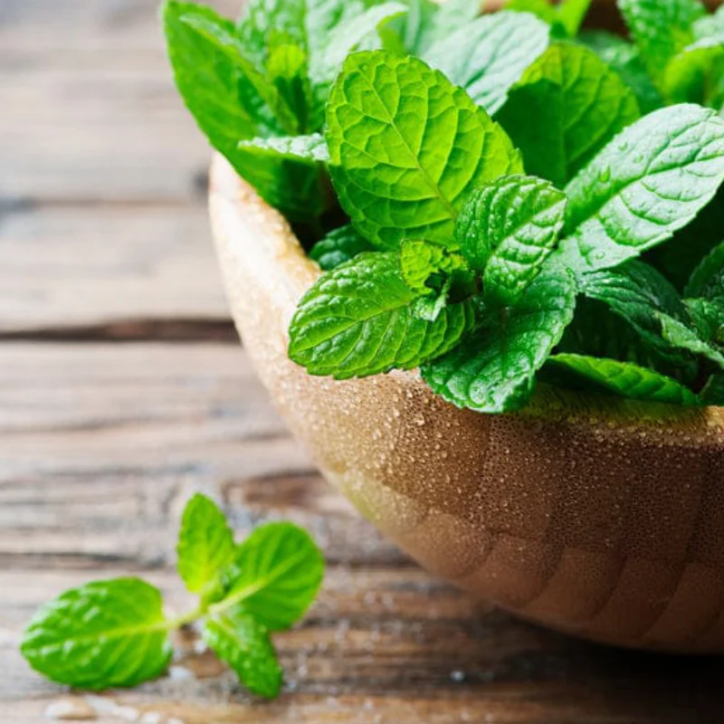 Menta - La Ghiveci - Inaltime 20 - 30 cm 2