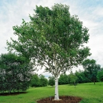 Mesteacan - Betula Pendula - Ghiveci 3 L - Inaltime 120 - 140 cm 1