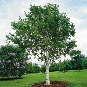 Mesteacan - Betula Pendula - Ghiveci 3 L - Inaltime 120 - 140 cm 1