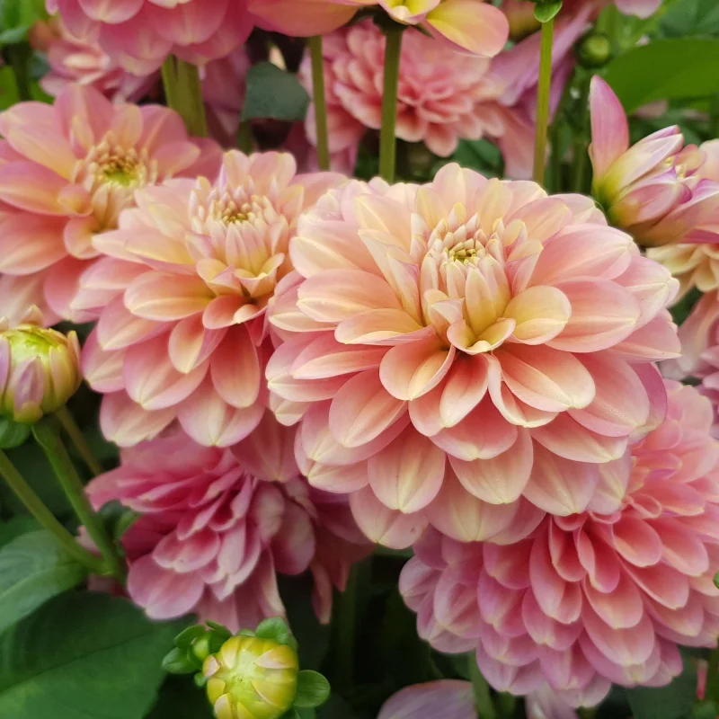 milena-site Rizomi de Dalie Milena Fleur 1