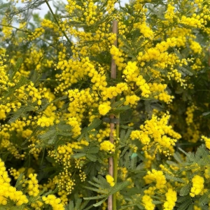 Mimoza la Ghiveci de 30 L - Dimensiuni la Livrare 180 - 200 cm 1