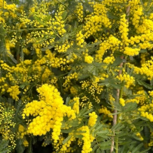 Mimoza la Ghiveci de 30 L - Dimensiuni la Livrare 180 - 200 cm 2