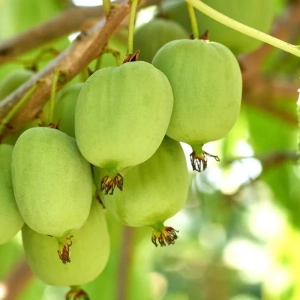 Pom fructifer - Mini Kiwi dr Szymanowski la Ghiveci 5L 1