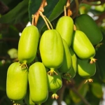 Pom fructifer - Mini Kiwi Hayward la Ghiveci 5L 1