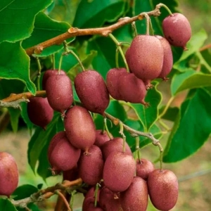 Pom fructifer - Mini Kiwi Actinidia Jenny la Ghiveci 5L 1
