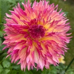 Rizomi de Dalie Myrtles Folly 1