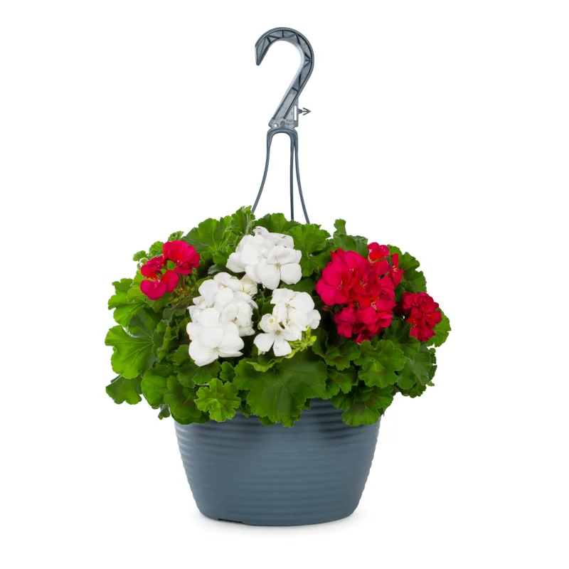 Mușcate - Mix 2 Culori - Ghiveci Suspendat de 30 cm - Înălțime 30 - 40 cm 1